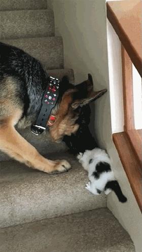 德牧叼着猫咪上楼梯后续,哈士奇下楼遇到德牧认怂了