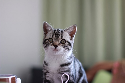 小猫猫拉肚子怎么样办,猫咪拉肚子的原因及处理方法