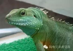 绿鬣蜥的饲养方式和技巧,绿鬣蜥的饲养方法和注意事项