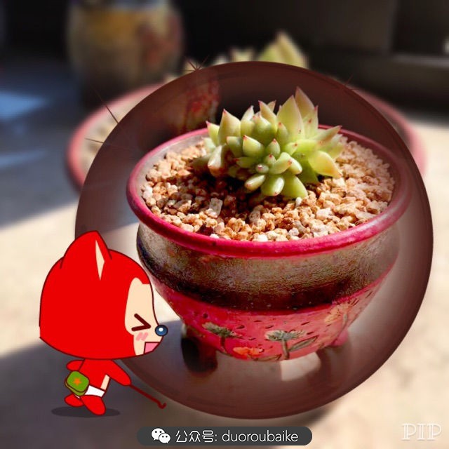 这样的极品雪天使，你可倾心？