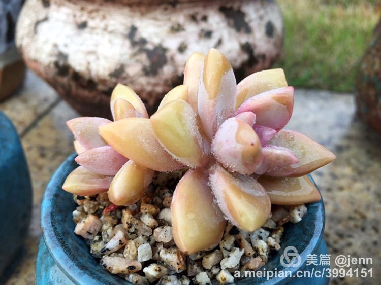 我的多肉小苗一直在露养用遮阳吗,露养冬天的第一盆多肉