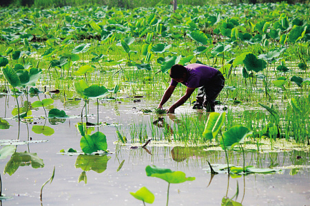 1百平方养泥鳅收益,藕田养泥鳅好还是稻田养泥鳅好