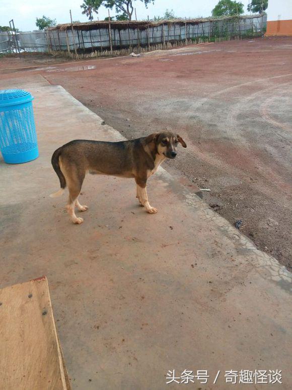 我在非洲工作的日子，给大家介绍下非洲的风土人情