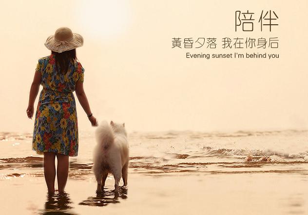 金毛老了,金毛老了有什么特征