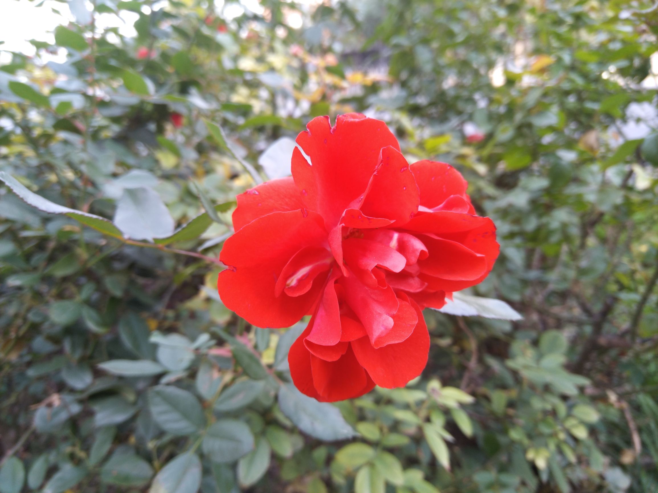 努比亚z11minis换电池,努比亚z11minis是什么处理器