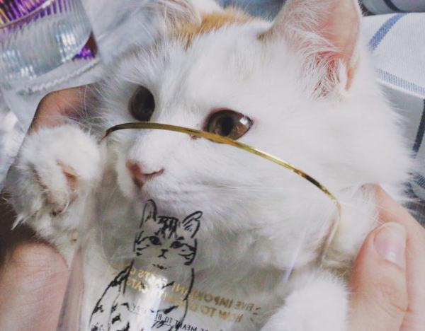 近期最爱｜是这些小可爱让我活在童话里