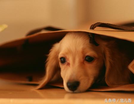 如何预防和缓解狗狗的关节问题,狗狗关节疾病怎么治疗