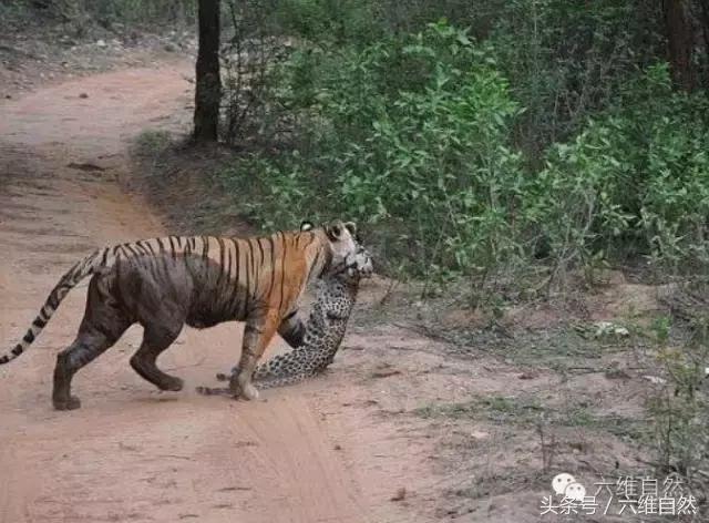 虎王kzt085vs花豹,花豹vs虎王