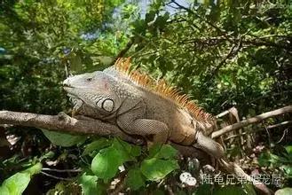 绿鬣蜥的饲养方式和技巧,绿鬣蜥的饲养方法和注意事项