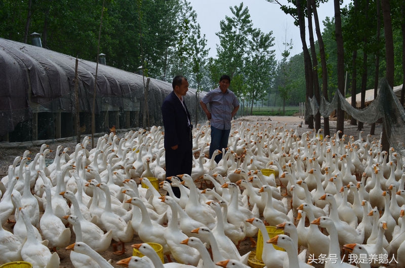 鹅苗采购,鹅苗品种鉴别