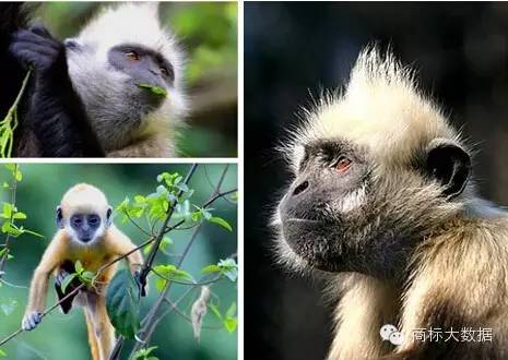 鐚村勾鍝佺墝鍛藉悕,鐚村勾鐚寸墝