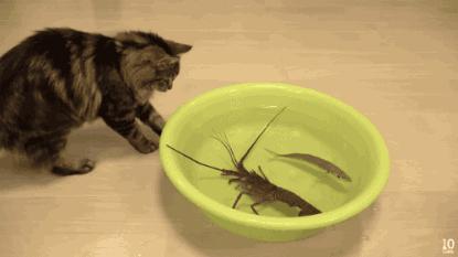 猫咪和小龙虾,猫和小龙虾之间的对决
