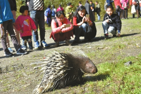 雕兄请杨过吃蛇胆,雕兄大展神威