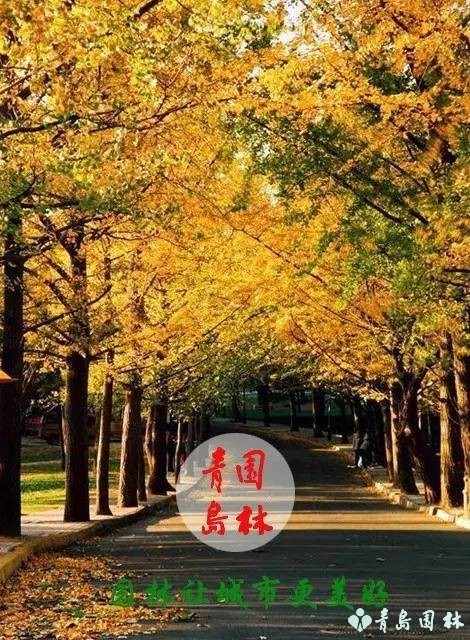 岛城秋韵,“杏”好有你