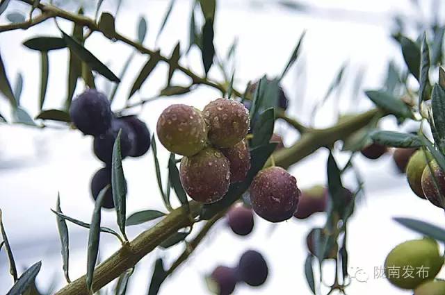 最美橄榄季，小武带您探访“特级初榨”是如何炼成的~