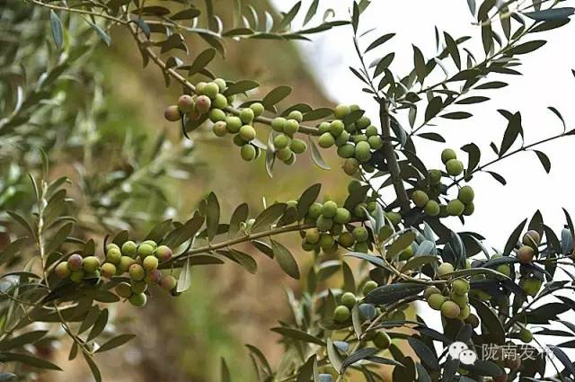最美橄榄季，小武带您探访“特级初榨”是如何炼成的~