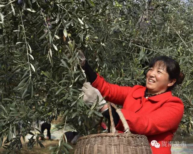 最美橄榄季，小武带您探访“特级初榨”是如何炼成的~