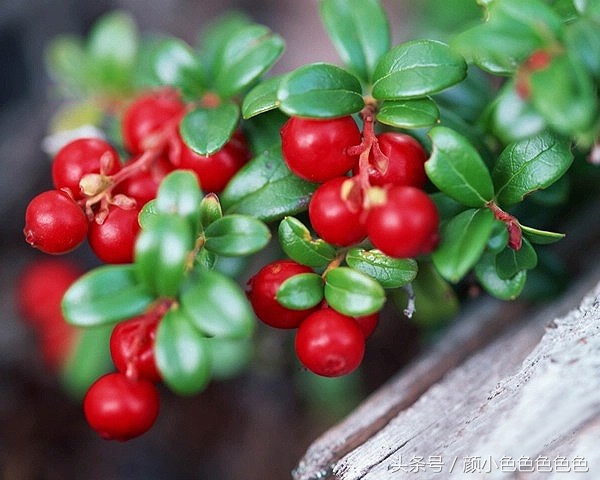 预防胃溃疡，降低胆固醇、血压，保护心血管，抗炎养颜的好东西！