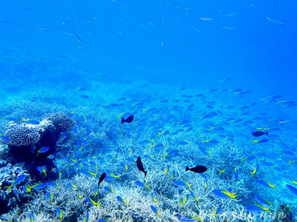帕劳海底鲨鱼图片大全,帕劳海洋奇观之谜