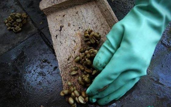 世界顶级咖啡猫屎咖啡,最贵猫屎咖啡10万