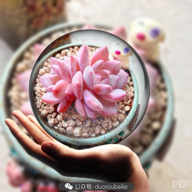 这样的极品雪天使，你可倾心？