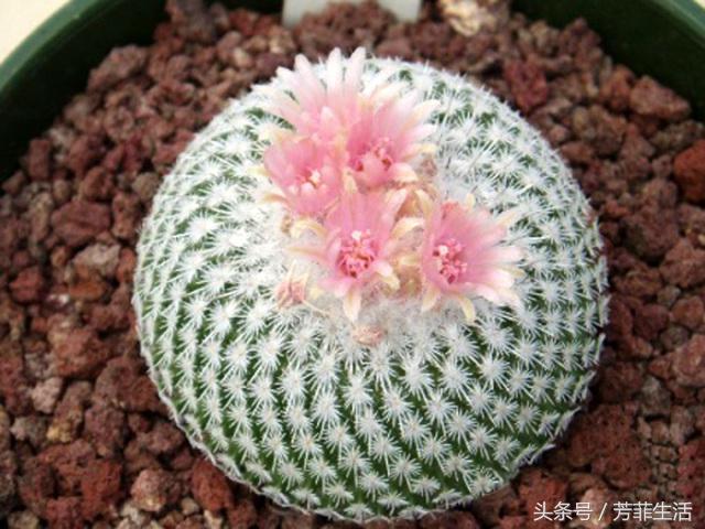 植物杀手，你知道仙人球要怎么养吗？