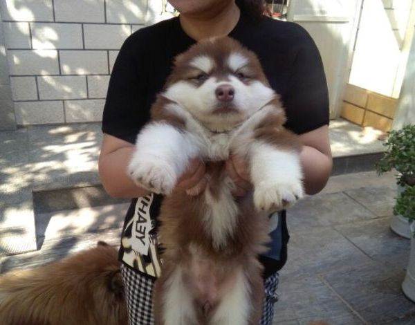 小孩被狗咬打狂犬疫苗要注意什么,孕妇打了狂犬疫苗后的注意事项