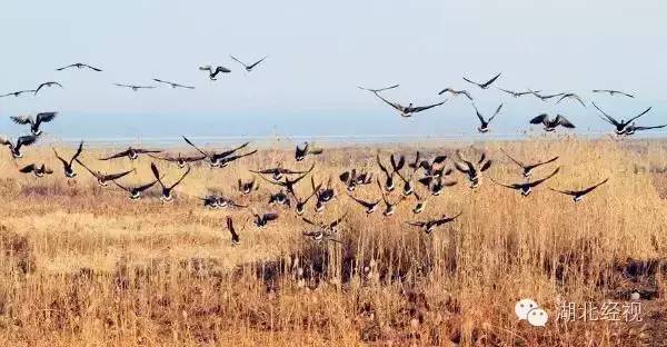 武汉秋天不可错过的美景,武汉踏春打卡地
