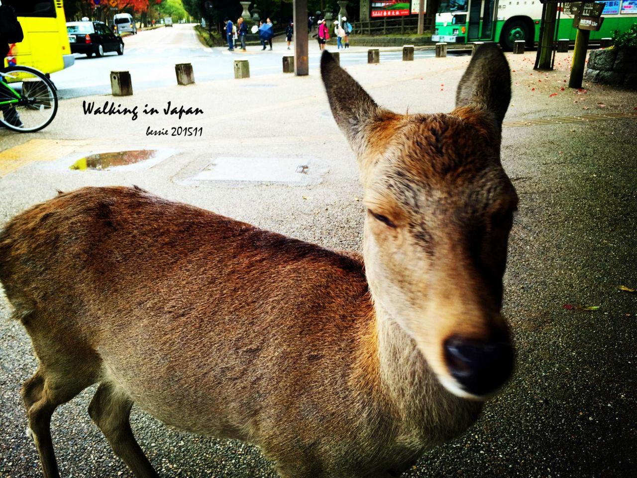 霓虹国秋日暴走之旅,漫步日本旅行游记