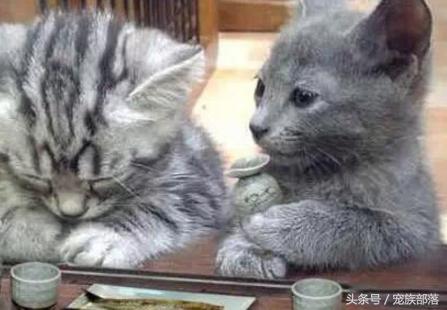 汪星人：铲屎的你是不是故意输错三次密码，老娘支付宝登录不了？