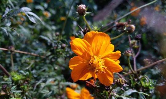 努比亚minis红外,努比亚minis手机拍照