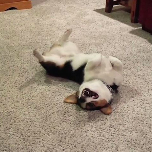 柯基被教育耳朵耷拉,柯基尴尬期耳朵特别大怎么回事