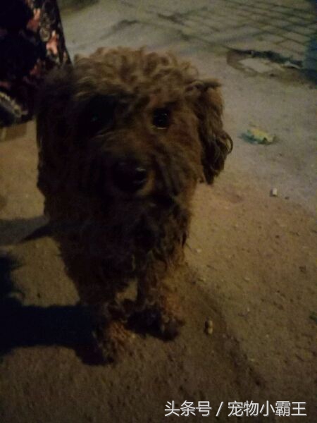 一直有人抱怨捡不到流浪狗，今天我却发现了一只漂亮的小泰迪！