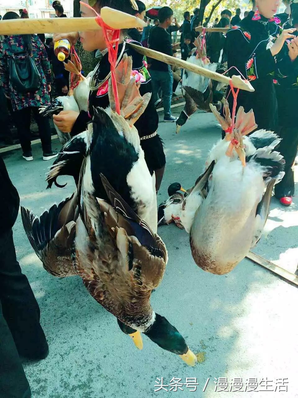 贵州黔南荔波小七孔无滤镜,贵州黔南州荔波县小七孔