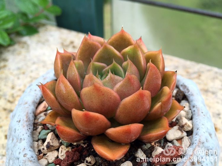 我的多肉小苗一直在露养用遮阳吗,露养冬天的第一盆多肉