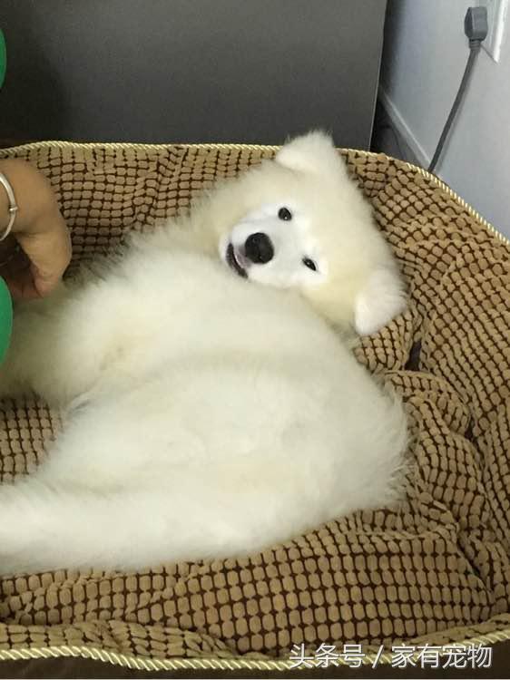 萨摩耶耳朵立不起来是串吗,萨摩耶耳朵立起来又垂下去了