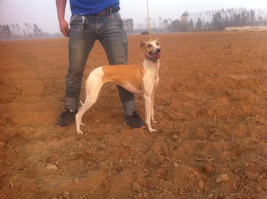 格力犬100到500元,格力犬照片艺术照