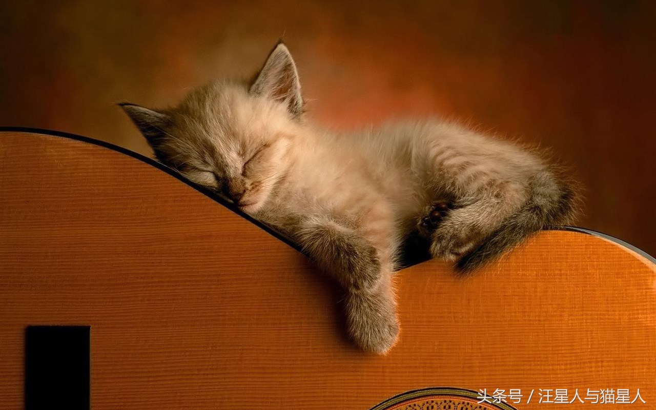 猫咪情绪指南猫咪的心思不难懂,猫咪有这些行为其实代表猫咪开心