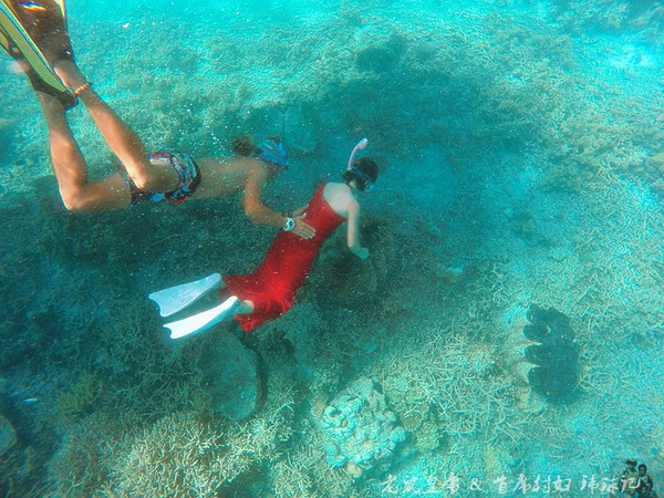 帕劳海底鲨鱼图片大全,帕劳海洋奇观之谜