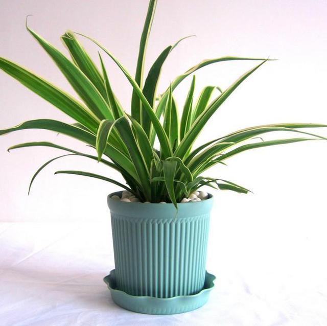 什么植物可以吸收甲醛和毒气,吸收室内有毒物质哪种植物最好