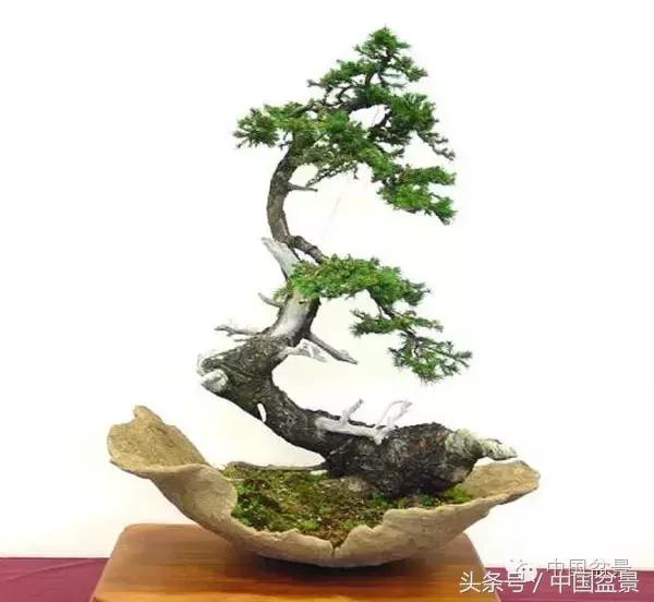 枸杞树桩盆景如何造型,紫薇盆景树桩造型图片