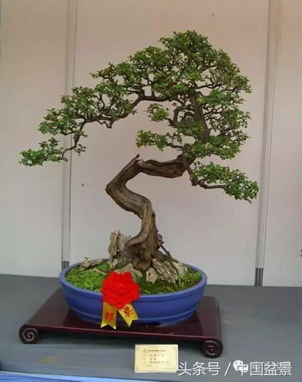 枸杞树桩盆景如何造型,紫薇盆景树桩造型图片