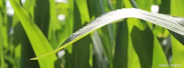 玉米育种的基本思路和方法,玉米育种的正确方法