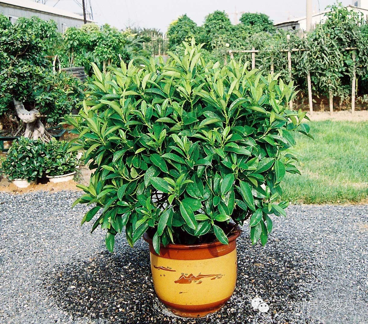 适合在屋里养有利于健康的植物,家里种植什么植物有助于健康