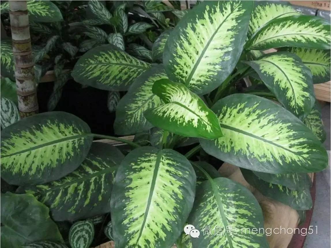 对猫咪有毒的植物有哪些？猫咪误食毒性植物怎么办？