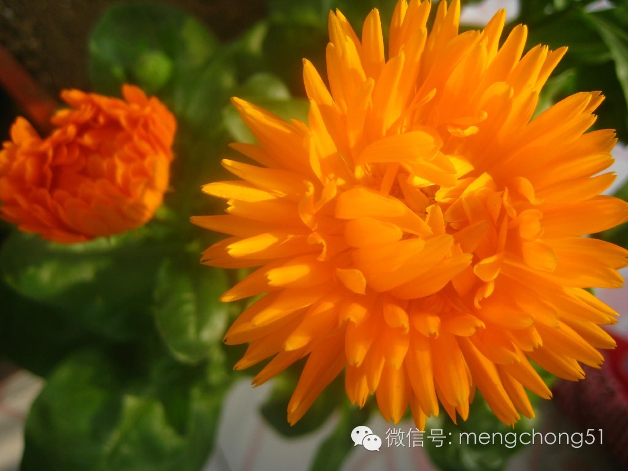 猫咪对哪些植物有毒,对猫咪有毒的植物