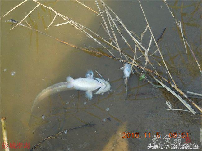 窝料大河野钓推荐,再钓东河水库