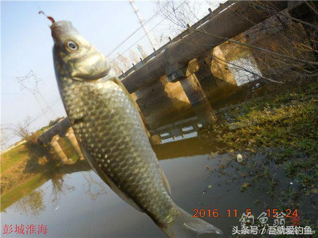 窝料大河野钓推荐,再钓东河水库