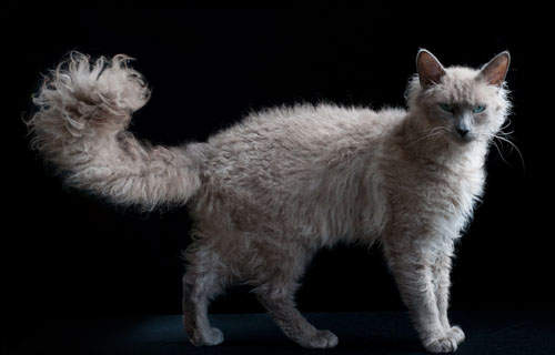 性价比低的猫咪品种有哪些,什么种类的猫最便宜