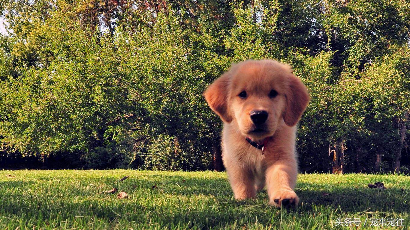 狗狗与人的年龄对比图,狗狗和人的年龄怎么换算